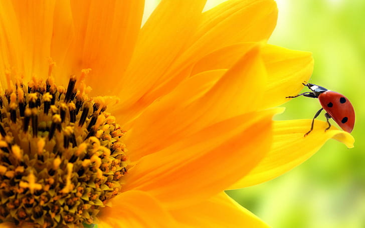 Калинка на слънчоглед, жълто, слънчоглед, природа, цвете, калинка, 3d и абстрактно, HD тапет