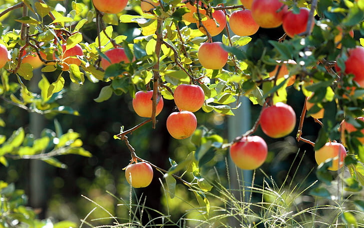 Jardín de frutas, manzano, manzanas frescas, fruta, jardín, manzana, árbol, fresco, manzanas, Fondo de pantalla HD
