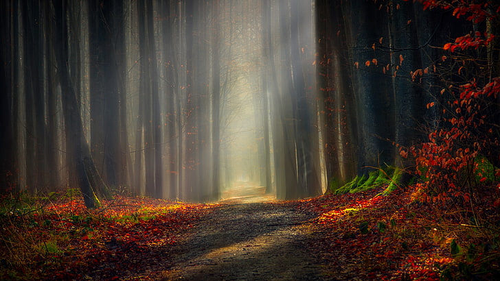dirt road, forest, forest path, autumn, woodland, autumn forest, trees, sunlight, path, misty, HD wallpaper