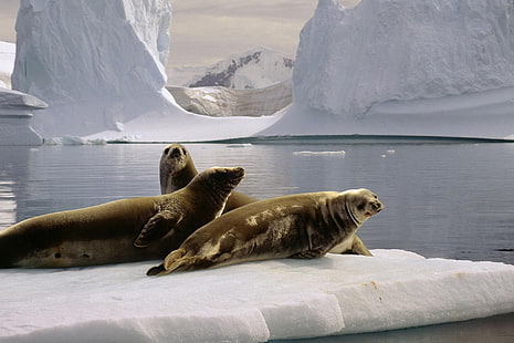 animais, neve, gelo, focas, mamíferos, Antártica, HD papel de parede HD wallpaper