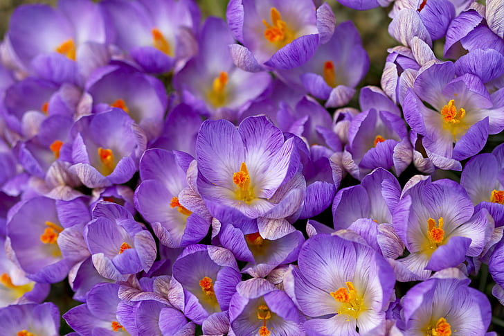 Crocus saffron spring, crocus, saffron, spring, Wallpaper HD
