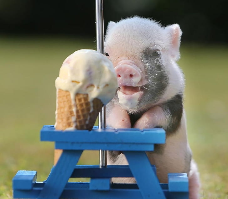 Schwein, HD-Hintergrundbild