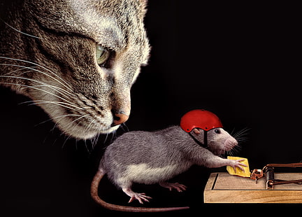 grå och vit mus, katt, ansikte, situationen, ost, råttfälla, hjälm, råtta, HD tapet HD wallpaper
