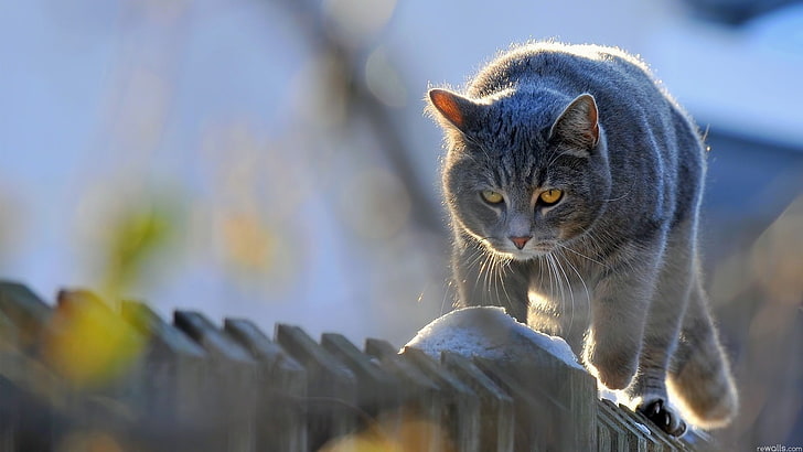 gatto grigio a pelo corto, gatto, animali, felino, recinzione, Sfondo HD
