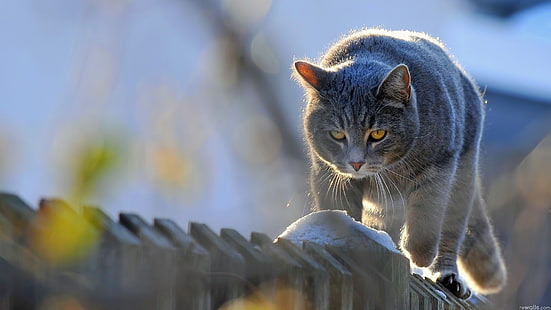 gatto grigio a pelo corto, gatto, animali, felino, recinzione, Sfondo HD HD wallpaper