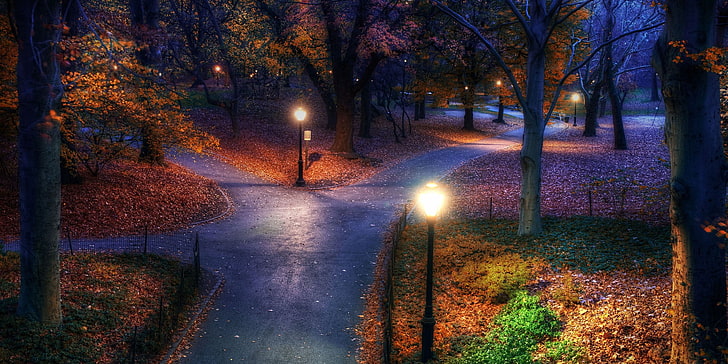 maple leafed plant, gray pave road at night, fall, park, New York City, trees, walkway, street light, evening, nature, landscape, HD wallpaper