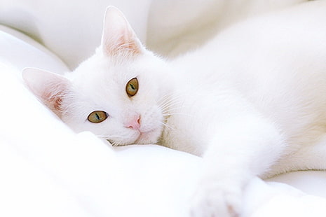 사랑스러운 고양이 흰 고양이 동물 고양이 HD 아트, 귀여운, 달콤한, 키티, 고양이, 사랑스러운, 편안한, HD 배경 화면 HD wallpaper