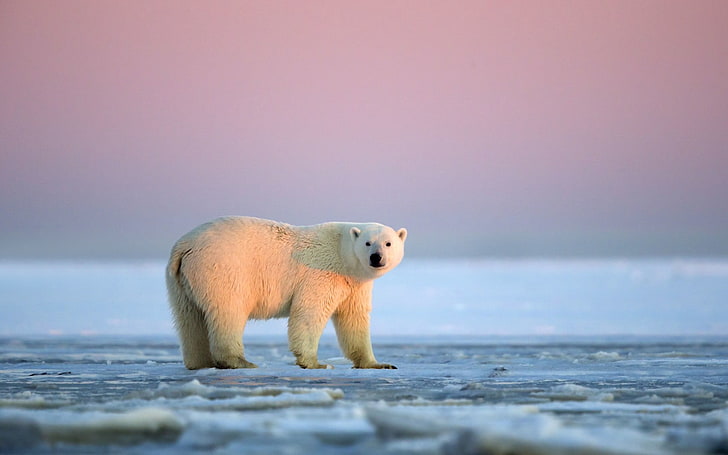 white polar bear, polar bear, snow, ice, sky, HD wallpaper