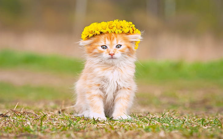 Fluffy kitten, yellow flowers, wreath, Fluffy, Kitten, Yellow, Flowers, Wreath, HD wallpaper