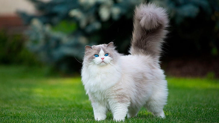 cat, mammal, fluffy cat, blue eyes, fluffy, whiskers, grass, kitten, ragdoll, longhair cat, HD wallpaper