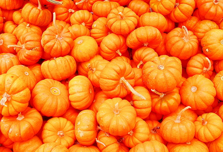 photo of Squash, mini, pumpkins, photo, Squash, orange, vegetable, pumpkin, food, agriculture, freshness, autumn, farm, nature, orange Color, organic, squash - Vegetable, gourd, HD wallpaper