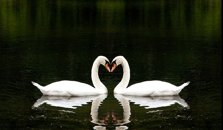 2つの白い白鳥、愛、湖、一緒に、心、美しい、2つの白い白鳥、ロマンチックに、 HDデスクトップの壁紙