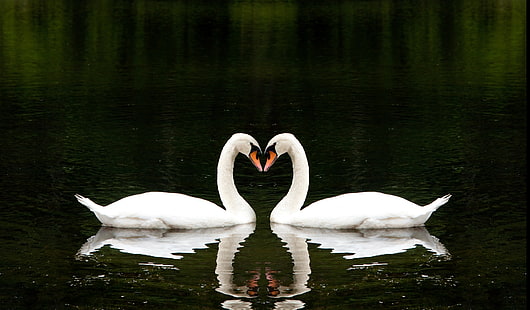 två vita svanar, kärlek, sjö, tillsammans, hjärta, vacker, Två, vita svanar, romantiskt, HD tapet HD wallpaper