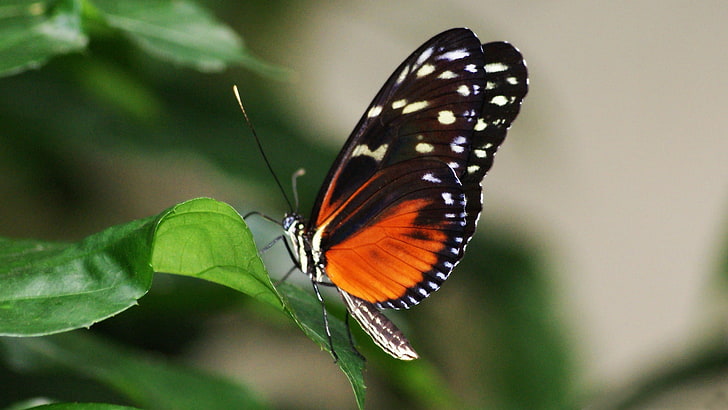 Farfalla Flying-Animal Photo Wallpaper, farfalla rossa e nera, Sfondo HD