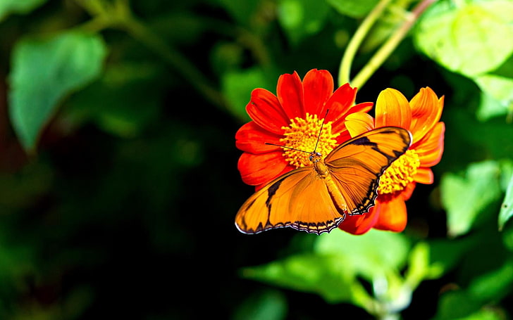 black and orange butterfly, butterfly, flower, bright, HD wallpaper