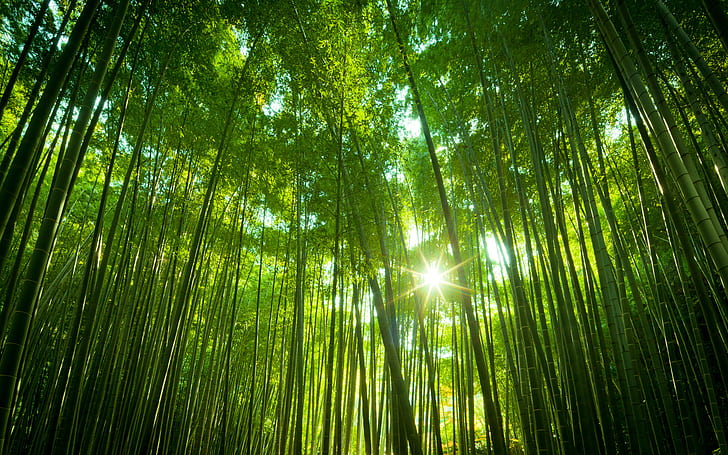 日本の竹林、森、日本人、竹、 HDデスクトップの壁紙