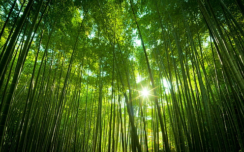 غابة الخيزران اليابانية ، الغابات ، اليابانية ، الخيزران، خلفية HD HD wallpaper