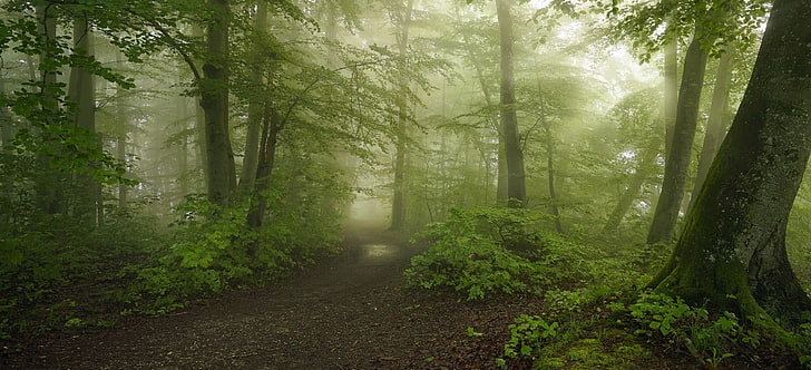 зелена гора, гора, пътека, мъгла, сутрин, пролет, дървета, мъх, храсти, слънчева светлина, природа, пейзаж, черен път, зелен, HD тапет