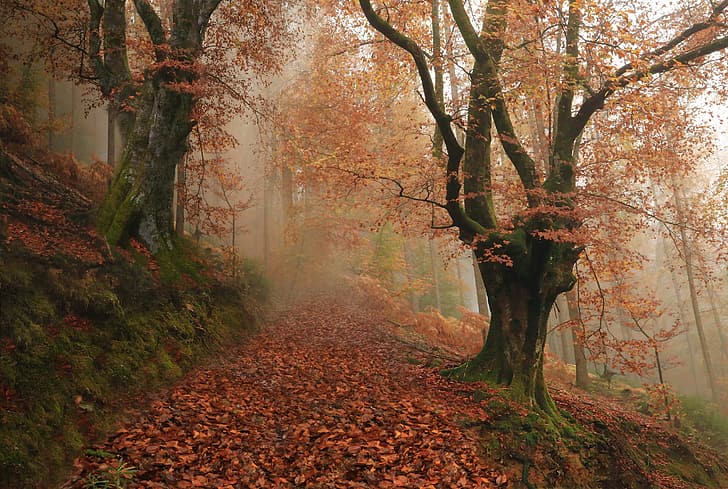 autumn, forest, trees, fog, Spain, fallen leaves, Navarre, Baztan, Bastan, HD wallpaper