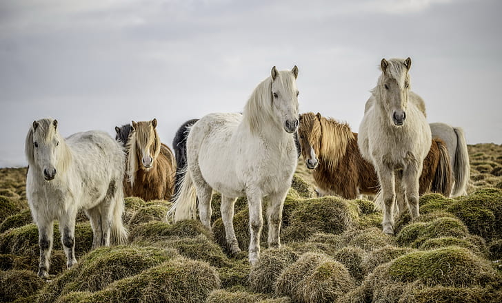 naturaleza, caballos, la manada, Fondo de pantalla HD