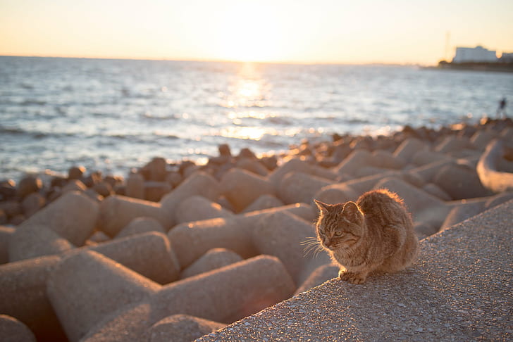 черно-коричневый полосатый кот, сидящий на сером бетонном заборе, один, черно-коричневый, коричневый полосатый, полосатый кот, серый, бетонный, забор, NIKON D750, Япония, sea コ, море, пляж, животное, HD обои