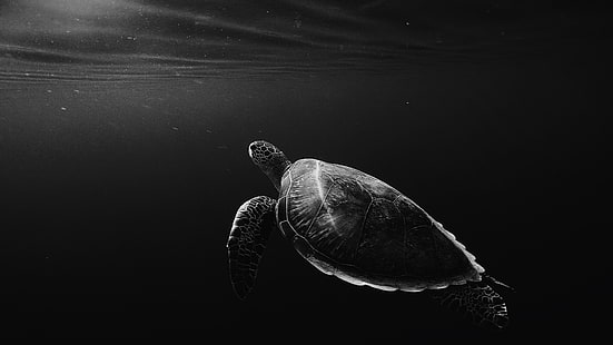 костенурка, под вода, морска костенурка, фотография, монохромна фотография, морска биология, черно и бяло, тъмно, HD тапет HD wallpaper