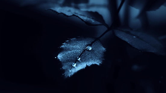 water dew on leaf, nature, water drops, leaves, HD wallpaper HD wallpaper