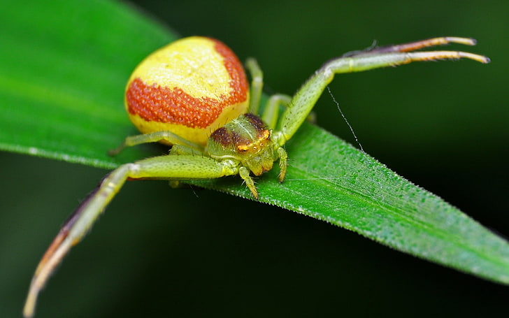 yellow, green, and orange crab spider, spider, beautiful, grass, bright, HD wallpaper
