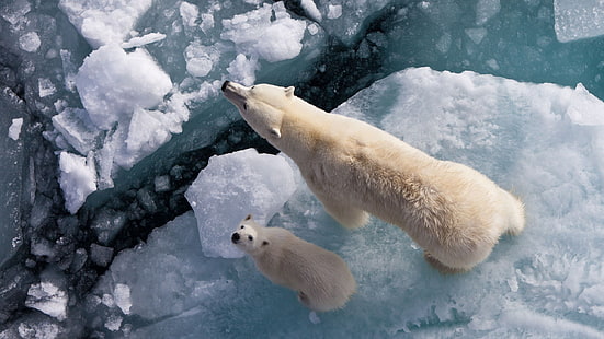 polar bear and cub, animals, nature, bears, ice, polar bears, HD wallpaper HD wallpaper