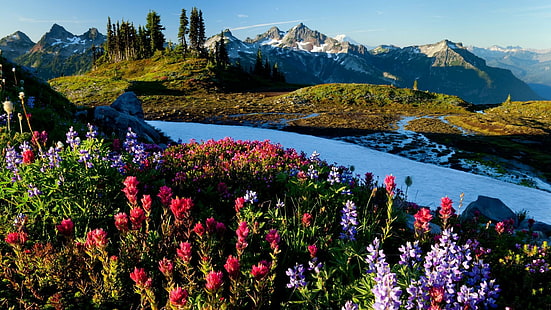 الربيع في الجبال ، زهور متنوعة في الحديقة ، الطبيعة ، 1920x1080 ، الجبل ، الربيع، خلفية HD HD wallpaper