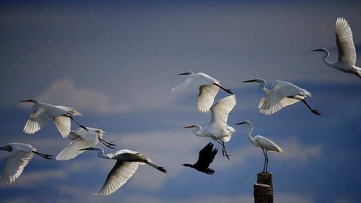 White crane flying, birds in sky, white flock of birds, White, Crane, Flying, Birds, Sky, HD wallpaper