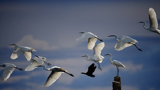 Terbang burung bangau putih, burung di langit, burung kawanan putih, Burung bangau putih, Terbang, Burung, Langit, Wallpaper HD HD wallpaper