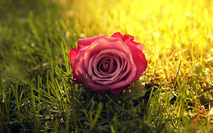 One pink rose flower in grass, sun, sunshine, One, Pink, Rose, Flower, Grass, Sun, Sunshine, HD wallpaper