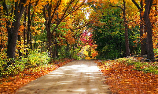 autumn, colorful, forest, leaves, nature, park, path, road, trees, HD wallpaper HD wallpaper