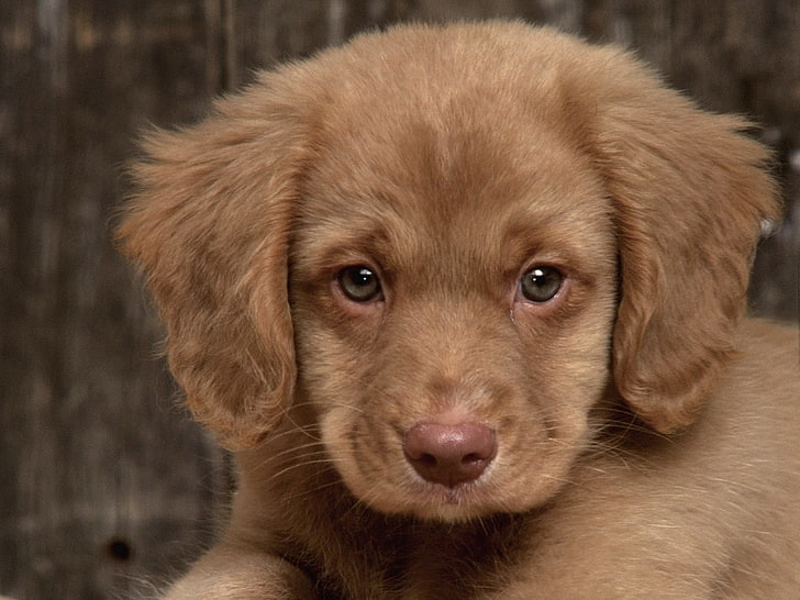 เสื้อโค้ทสีน้ำตาลลูกสุนัข, สุนัข, สุนัข, น่ารัก, ลูกสุนัข, วอลล์เปเปอร์ HD