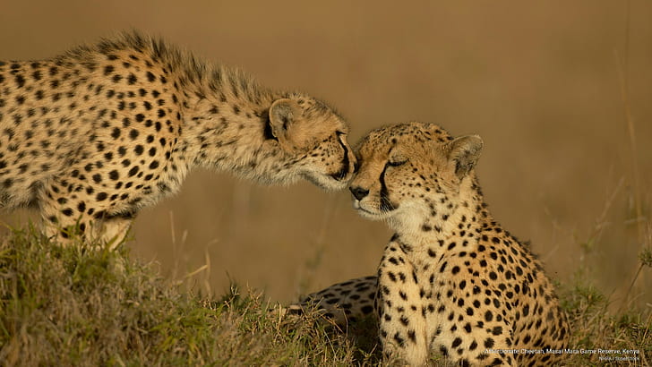 Affectionate Cheetah, Masai Mara Game Reserve, Kenya, Animals, HD wallpaper