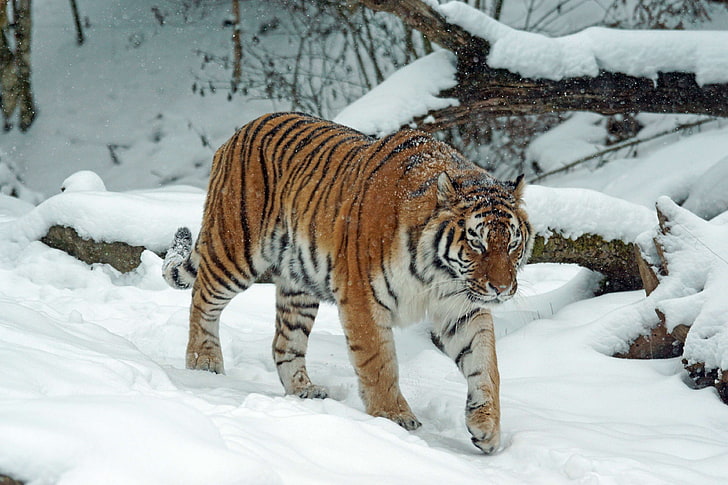 животное, большой, большая кошка, плотоядное животное, кошка, холод, опасность, опасный, кошачий, мех, охотник, лед, млекопитающее, природа, на открытом воздухе, портрет, хищник, сафари, снег, полоса, тигр, дикий, дикая кошка, живая природа,зима, зоопарк, HD обои
