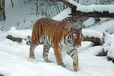 животное, большой, большая кошка, плотоядное животное, кошка, холод, опасность, опасный, кошачий, мех, охотник, лед, млекопитающее, природа, на открытом воздухе, портрет, хищник, сафари, снег, полоса, тигр, дикий, дикая кошка, живая природа,зима, зоопарк, HD обои HD wallpaper