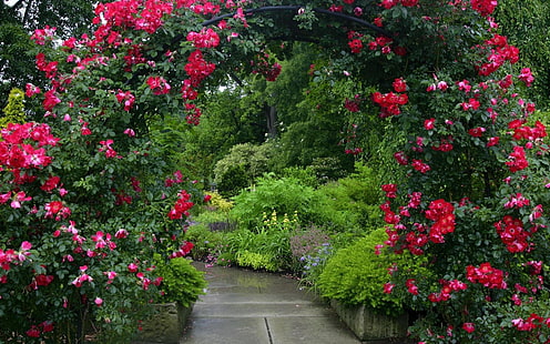 flores de pétalos rojos, hecho por el hombre, jardín, arco, flor, camino, flor roja, rosa roja, rosa, rosal, Fondo de pantalla HD HD wallpaper