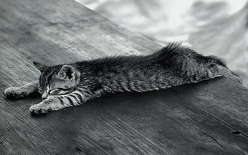 동물, 고양이, 흑백, HD 배경 화면 HD wallpaper