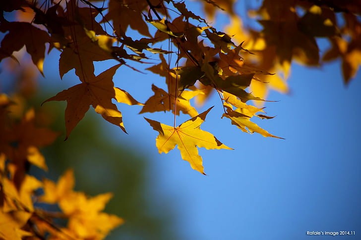 maple leaves, nature, leaves, depth of field, HD wallpaper