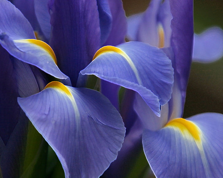 bunga iris ungu dan kuning, bunga, ungu, Wallpaper HD