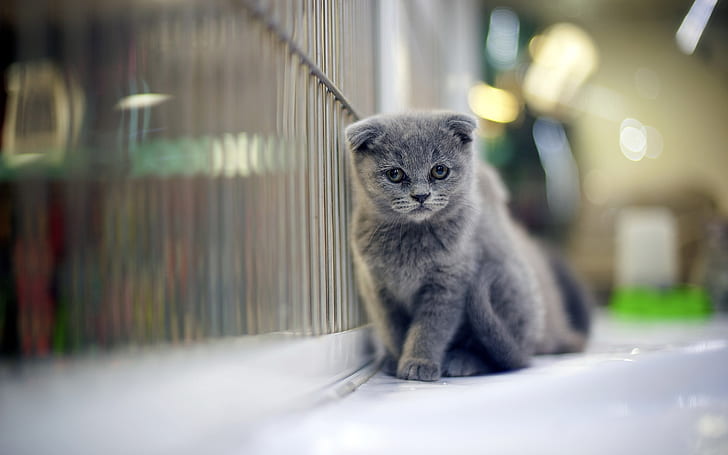 슬픈 회색 스코틀랜드 폴드 고양이, 스코티시 폴드 고양이, 아름다운, 작은, HD 배경 화면