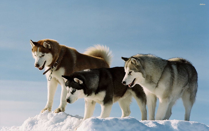 白と灰色のオオカミ、犬、シベリアンハスキー、雪、アラスカのマラミュート、 HDデスクトップの壁紙