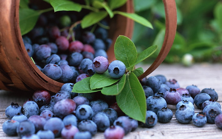 blueberry lot, bilberry, berry, crop, basket, leaves, HD wallpaper