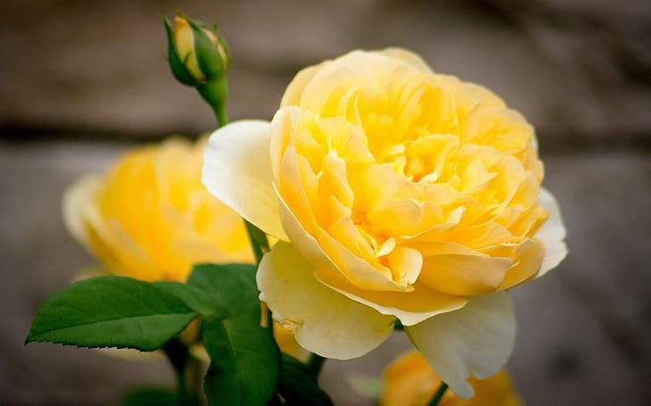 Primo piano del fiore della rosa gialla, petali, germoglio, giallo, rosa, fiore, petali, germoglio, Sfondo HD