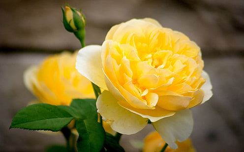 Yellow rose flower close-up, petals, bud, Yellow, Rose, Flower, Petals, Bud, HD wallpaper HD wallpaper