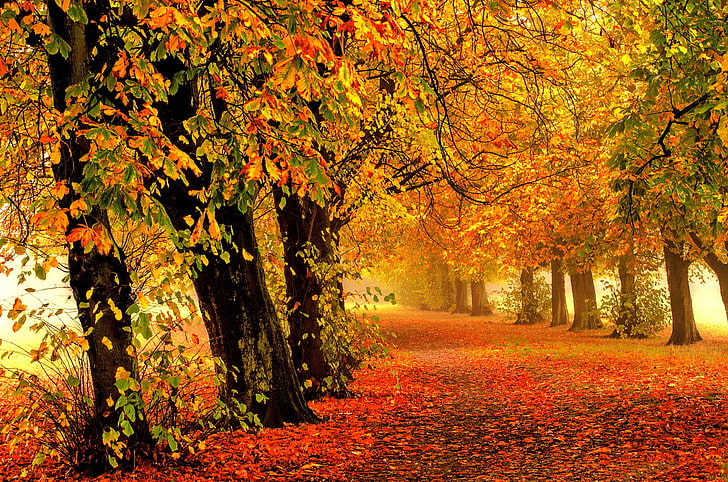 Löv, 4K, skog, höst, park, HD tapet