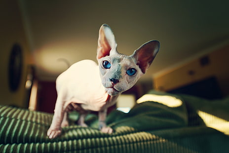 коричневый сфинкс кошка, сфинкс, кот, лысый, взгляд, HD обои HD wallpaper