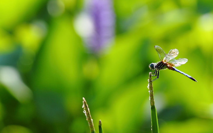 brown and black dragonfly, insect, flight, twig, grass, HD wallpaper